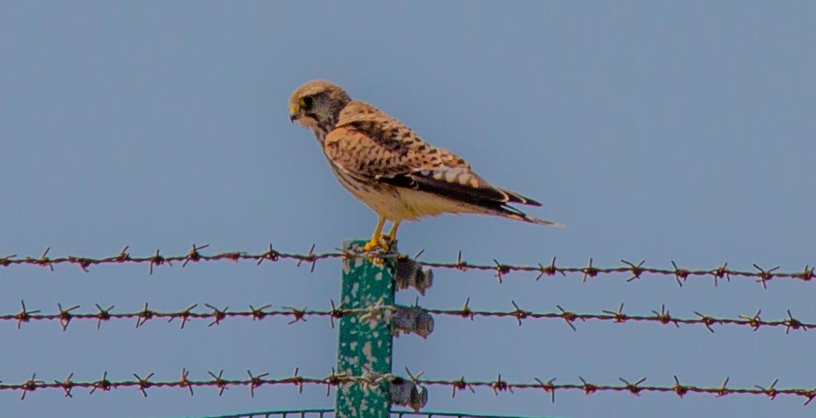 Kestrel on Boundary fence By Bill John 