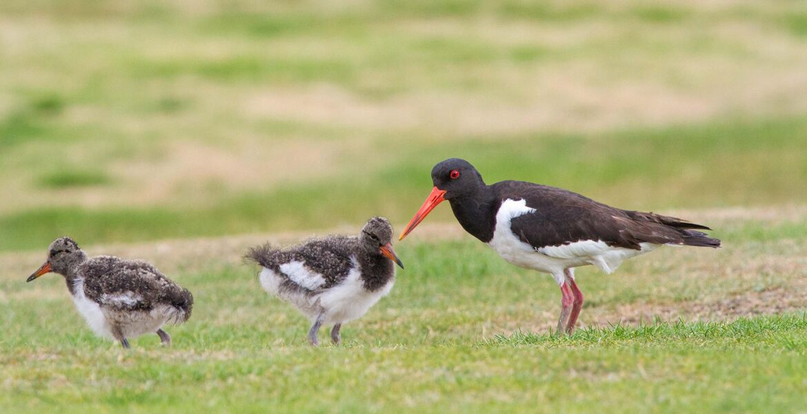 Oyster Catcher brood on 14th by Bill John