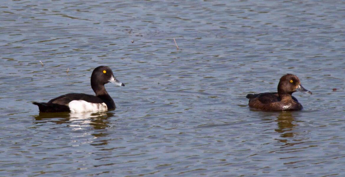 Tufted Ducks on Sinah Lake by Bill John